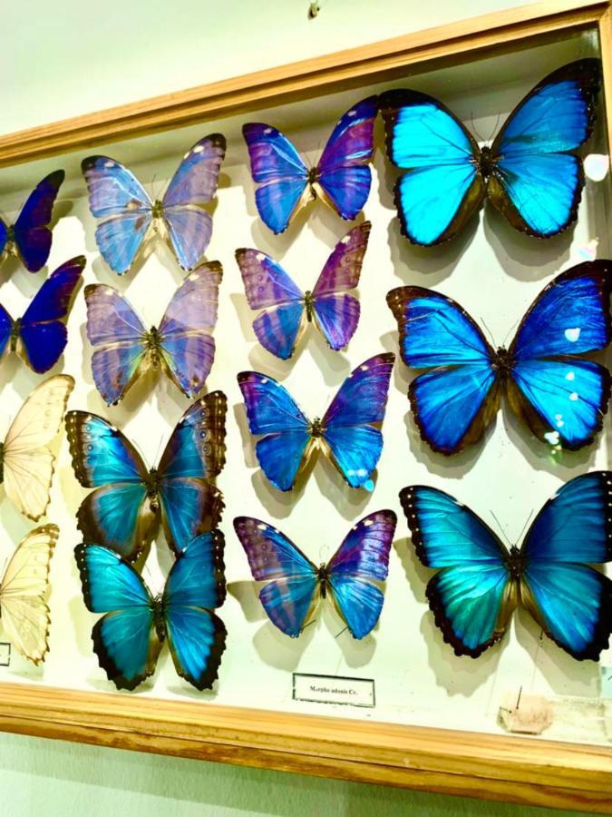 בודפשט Villa Butterfly מראה חיצוני תמונה
