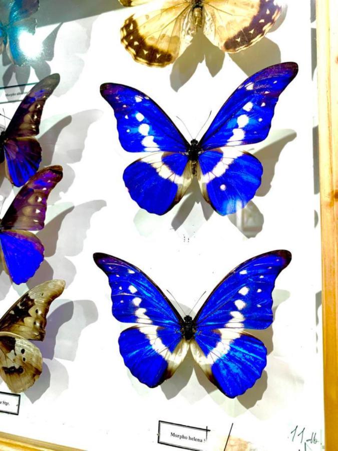 בודפשט Villa Butterfly מראה חיצוני תמונה